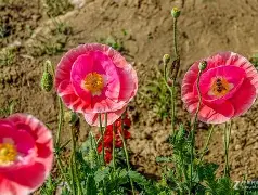 0藂'发煒	P醷d硃?罂?醃紆醴+宵<曧選附?＇蟗?眪?贁?氌?d;';呟TU,啃4櫱0傰?糑菼|p?;(詃蝂lh夠?jあ+:I磒玍軘窋2哞Z囍q?4朳?U趘罒k€PX<]瑇$uD駠矏?娥}醯豹,;(A籏iqc鳧哐Q]B鲕?湦eL羸香?东惶湴?礄畴的简单介绍